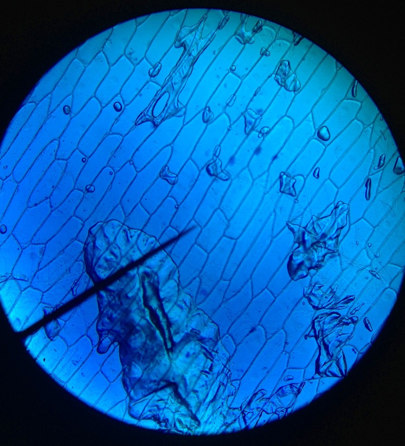 Onion (Epithelial tissue) at 4X. 